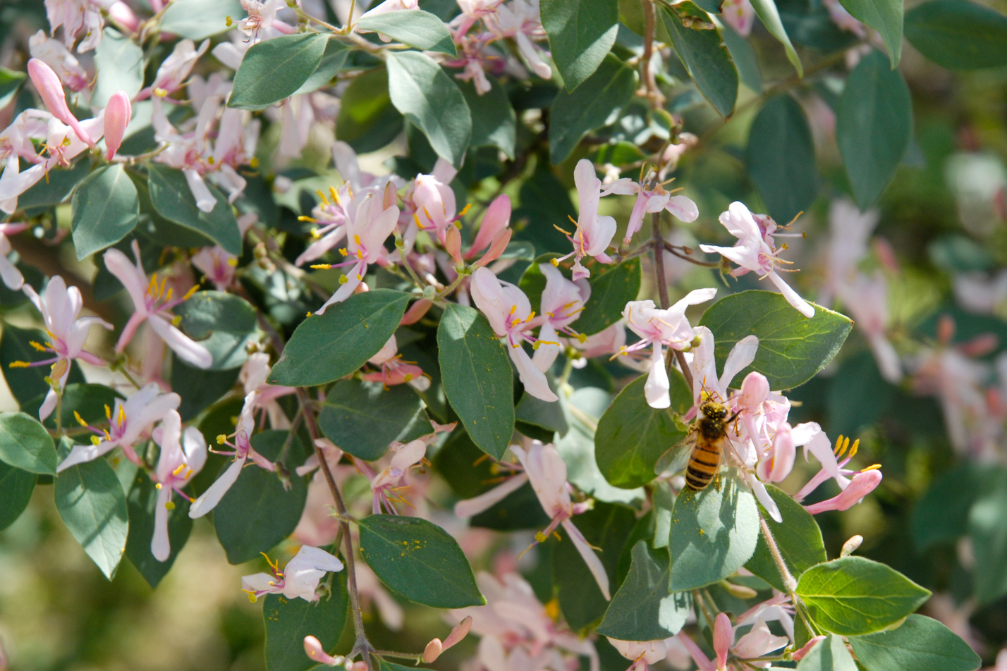 Blue Velvet Honeysuckle